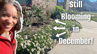 Best plants to grow in Texas zone 8b December garden [upl. by Murrell]