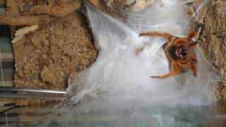 Pterinochilus murinus RCF rehouse angry OBT orange bitey thing [upl. by Felike]