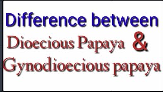 Difference between Dioecious papaya and Gynodioecious papaya [upl. by Schell]