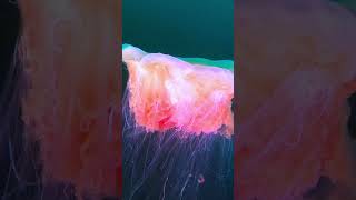 Lions mane jellyfish in Norway coldwaterdiving [upl. by Serafine225]