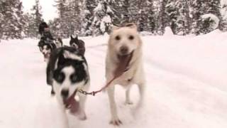 Trineo tirado por perros silencioso paseo en el norte de Suecia [upl. by Atirrehs]