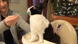 Rabbit eating banana ASMR  in a high chair [upl. by Giustino]