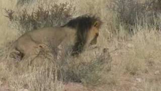 Lions in Love Kgalagadi South Africa [upl. by Siaht453]