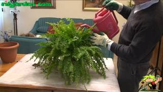 Growing ferns indoors [upl. by Octavia]