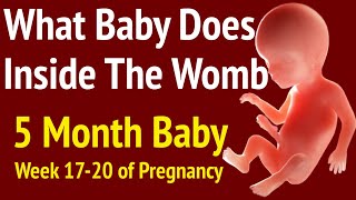 Baby Development During 5 Months Of Pregnancy  What All Baby Does Inside Womb Length Weight etc [upl. by Annavoig732]