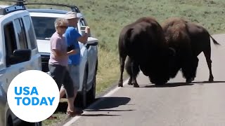 Fighting bison face off near Yellowstone visitors  USA TODAY [upl. by Rebmyt]