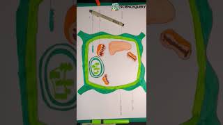 Plant cell structure sciencequery shorts cellstructure biology plantcell eukaryoticcell [upl. by Rogerson]