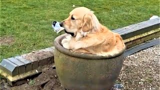 The Funniest Animal Videos 2024 are here to make you LAUGH 😁 [upl. by Sad]