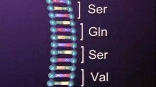 Protein Synthesis Translation 3 [upl. by Emaj330]