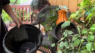 Ivy topiary frame preparation [upl. by Bullen411]