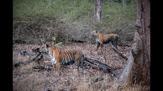 Incredible sighting of a tiger family in Kabini India [upl. by Alliuqa]