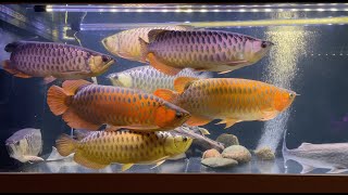 Эксклюзивная рыба  Часть 2 Азиатские золотые и красные арованы  Arowana tank  Lince Catfish [upl. by Lait741]