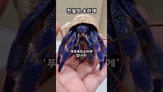 세상에서 가장 아름다운 전설의 quot푸르푸르 소라게quot Coenobita Purpureus 파브르2세 [upl. by Lesoj]