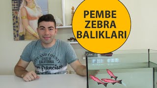 Pembe Zebra Balıklarının Bakımı ve Cinsiyet Ayrımı [upl. by Slack531]