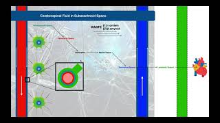 The Glymphatic System EXPLAINED  Review of CSF Flow [upl. by Ahsian587]