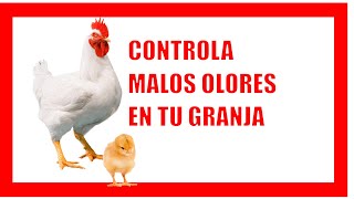 🐤🐔control de OLORES en granjas AVÍCOLAS [upl. by Aitnom]