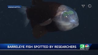 Monterey Bay Aquarium researchers capture rare video of Barreleye fish [upl. by Bazar264]