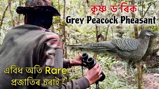 এবিধ অতি Rare চৰাই কৃষ্ণ ড’ৰিকGrey Peacock Pheasant  Ep2  Exploring Dihing Patkai National Park [upl. by Uis215]