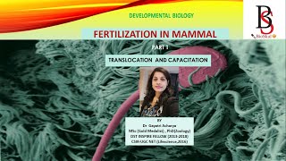 Fertilization in Mammal  Part 1  Translocation and Capacitation [upl. by Esirahs]