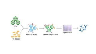 Development of Monoclonal Antibodies  Creative Biolabs [upl. by Domel]