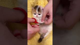 Nail cutting of my newborn kitten [upl. by Dranrev446]