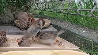 HSP Spring chicks202405 10 The baby sparrow misses its mother and gets in trouble [upl. by Garmaise]