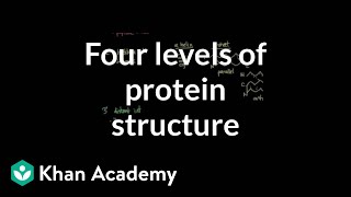 Protein Structure  Primary Secondary Tertiary amp Quarternary  Biology [upl. by Zink]