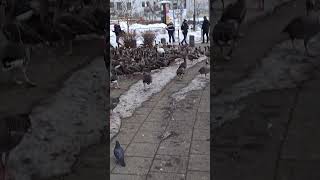 Goose being fed bread in Reykjavik Iceland This is close to the Tjörnin in central Reykjavik [upl. by Chandler]