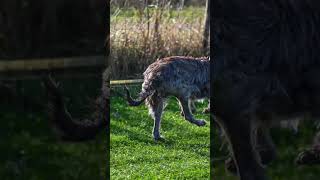 Deerhound Slow Mo Running  Rob Cuss Photography [upl. by Sou825]