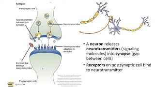 Cell SignalingPart 1 Types of Signals [upl. by Lehacim]