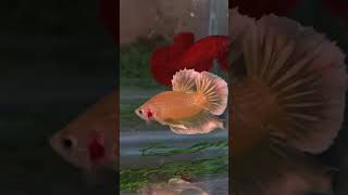 GOLDEN HMPK PAIR BETTA FISHbettafishfishaquariumgolden betta fish [upl. by Curzon]