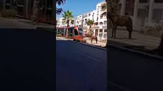 Quand un âne arrête le Tramway à Casablanca [upl. by Leola482]