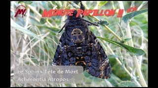 Minute Papillon  006  Le Sphinx Tête de Mort Acherontia Antropos par Yvon Nassiet [upl. by Andrew]