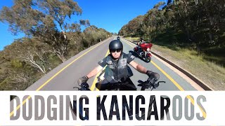 Dodging Kangaroos in Jindabyne on a Harley Davidson [upl. by Berglund]