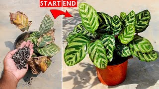 SEE How To SAVE a Dying Calathea Plant 100 Success [upl. by Banebrudge465]