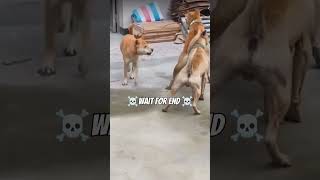 Dog 🐕 fight ☠️greenscreen animals cow dog doglover shortscat [upl. by Judd]