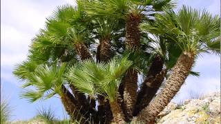 Chamaerops humilis [upl. by Atteynad273]