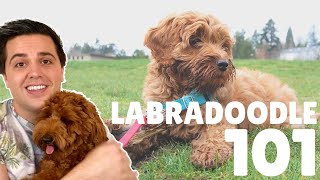 Labradoodle 101  10 Facts About Labradoodle Puppies [upl. by Ayanal54]