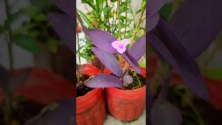 Purple heart 💜 purpleheart purplehearts purpleheartplant purpleflower plants gardening flower [upl. by Hoes]