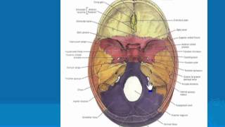 20 Foramina of the skull د  احمد مصطفى كمال [upl. by Conner]