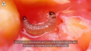 Rescue Animal  Botfly Larva Removed From Animal [upl. by Charley]