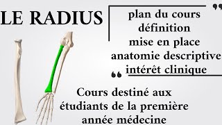 Le radius  1ère année médecine [upl. by Alyad]