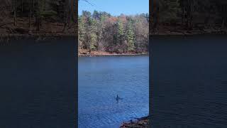 This is America baldeagle hawk buffumville newenglandwildlife [upl. by Esdnyl]