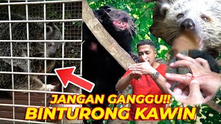 BINTURONG GUE SERING KAWIN KITA COBA TUKER SEMOGA HAMIL [upl. by Aurthur]