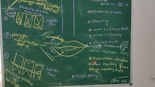 BUCCINATOR MUSCLE ANATOMY [upl. by Lawler]