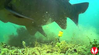 Water Wolf HD  An Underwater Fishing Camera [upl. by Zantos]