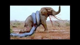 10 Extremas Peleas de Animales Salvajes Captadas en Cámara  TOP 10 Batallas Épicas de Animales [upl. by Carline]