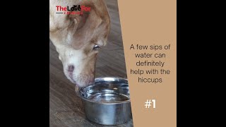 5 Ways to Get Rid of Your Dogs Hiccups [upl. by Nosreve]