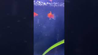 Can’t get over how good these platies look fishroom platy platies swordtail aqarium guppy [upl. by Cher]