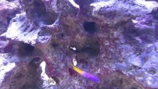 Bicolor Blenny vs Royal Gramma [upl. by Okire326]